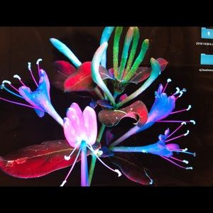 Meet your Posher, Rosa